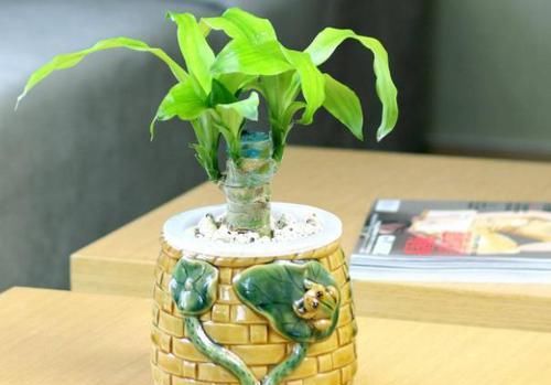  适合：这7种'花卉'，适合室内盆栽种植，美观又能净化空气，一举两得