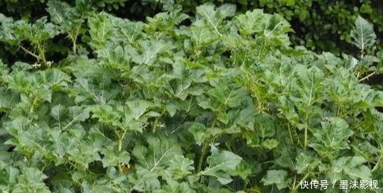 『番鬼』牛茄子,别名番鬼茄,喜生于路旁荒地、疏林或灌木丛中