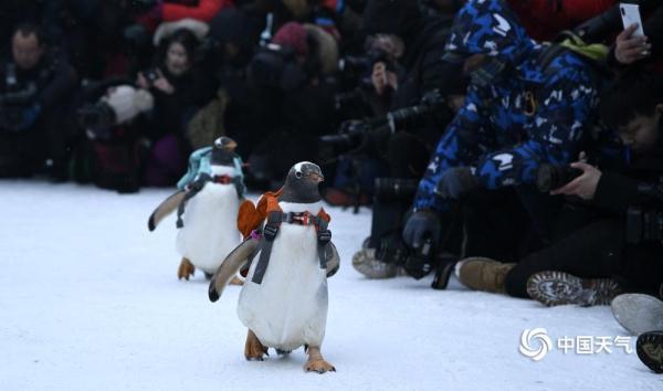 哈尔滨：可爱企鹅亮相冰雪大世界 萌翻全场