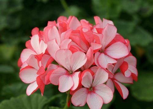  【海棠花】想家中阳台变“花园”吗？推荐几种实惠的花，快来买买买！