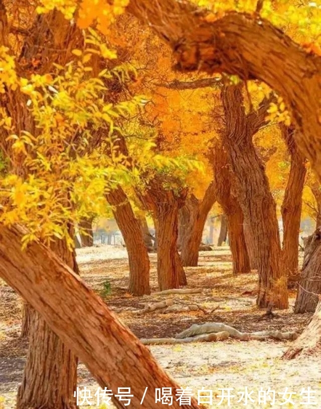 新疆醉美5大胡杨林，简直驶入童话世界，这份攻略请收下！