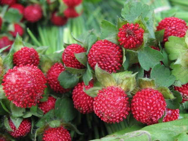 农村茅房边长“草莓”，老人说“蛇爬过”不能吃，如今却成稀罕货