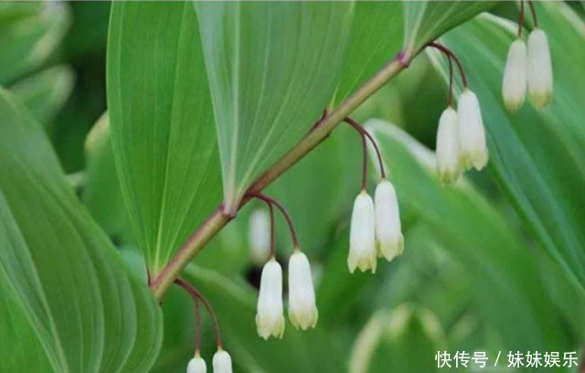  赚了钱@农村这种野草是很好的补品，适合长期食用，有人靠着种植