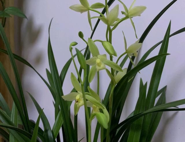 #新芽#春天上盆的建兰来新芽,水苔不该任性用,小心好事变坏事