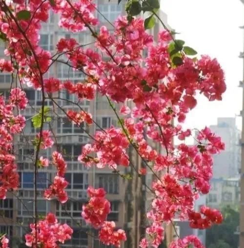  『三角梅』有院子的话，一定养这花，开花大又香！