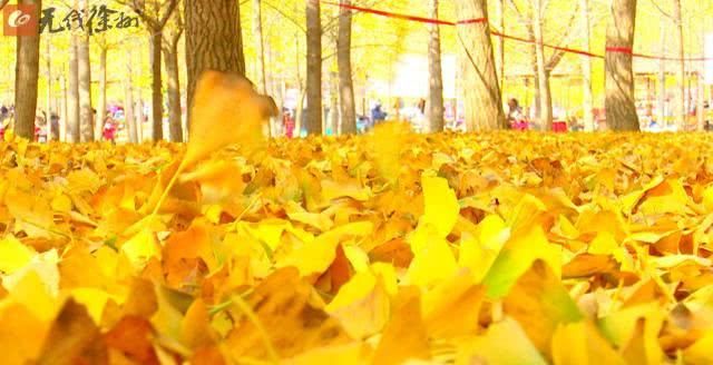 时光隧道：最美乡村路 满眼黄叶碎成金