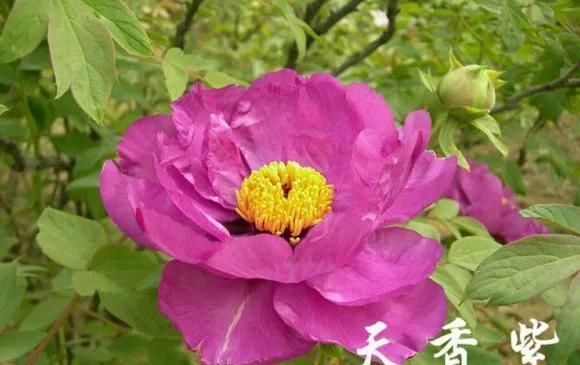 『牡丹』芍药和牡丹的区别图,看懂图就能轻松区分出来!