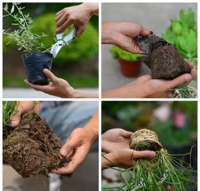  植物@你还在一盆一棵地种？达人都已经玩到这种地步啦