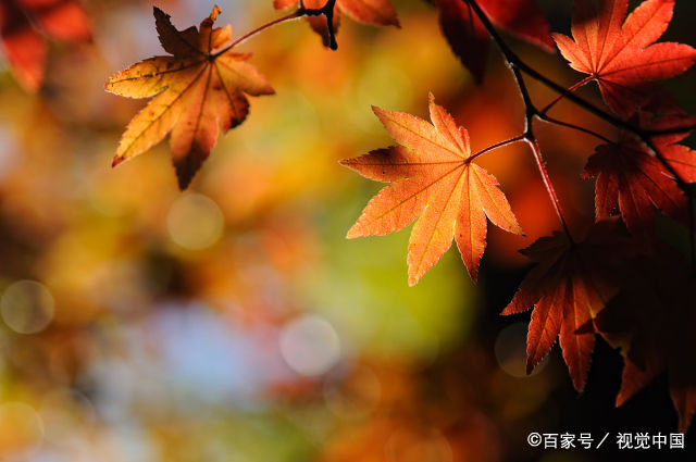 总是拍不好深秋初冬的美景，什么原因？可能是这些问题造成的