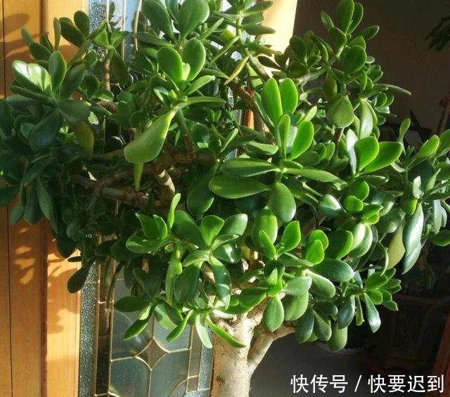 『开春以后』早早把玉树“剃成”光杆子,新芽嗖嗖冒,1年变老桩!