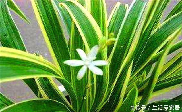  能让金边吊兰|养金边吊兰讲究1个巧字，15天用上2勺它，叶子翠绿，金边耀眼