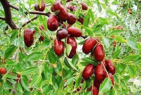  槐树@北京人的生活，一年四季都离不开树！