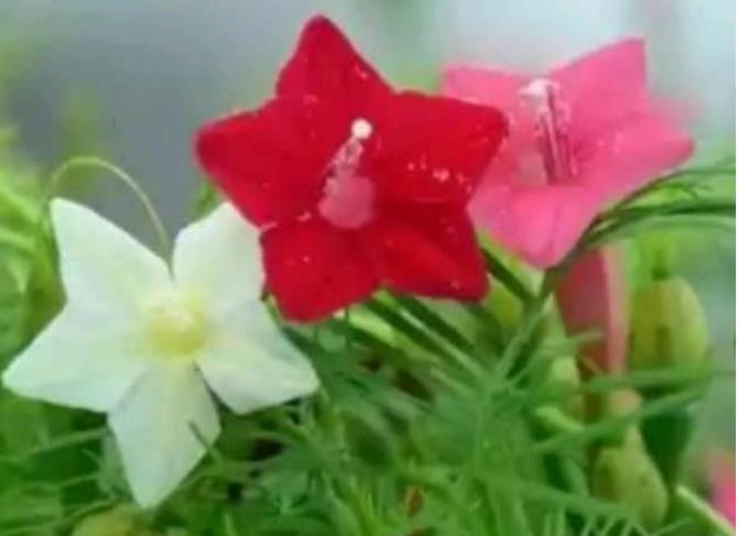  『开花』最受欢迎的“4种花”，好养又漂亮，开成花球，花期长达300天！