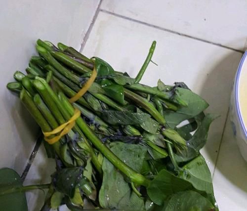  『扦插』扦插百香果总是腐烂不生根？只需一个泡沫箱，15天发芽，30天生根