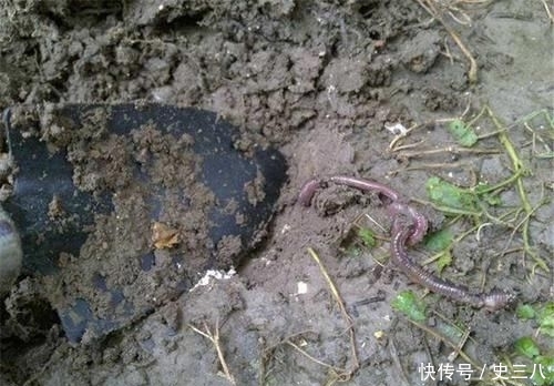  稀罕■以前钓鱼常去挖，如今有人大量养殖，拉出粪成“稀罕货”