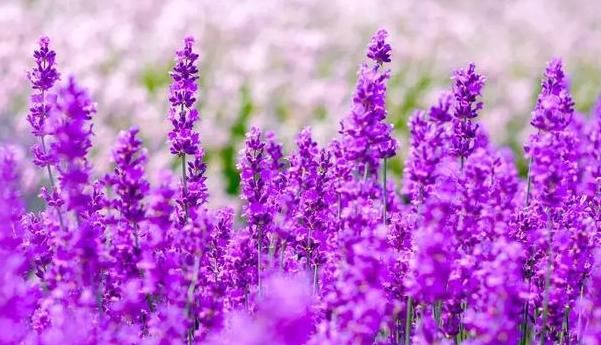  『开花』这四种神秘优雅的紫色花，美起来不像话，春天一开就是一大片