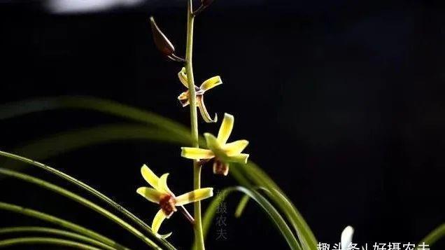 【兰花】兰花为什么不香,除了这4个原因,没有其他的