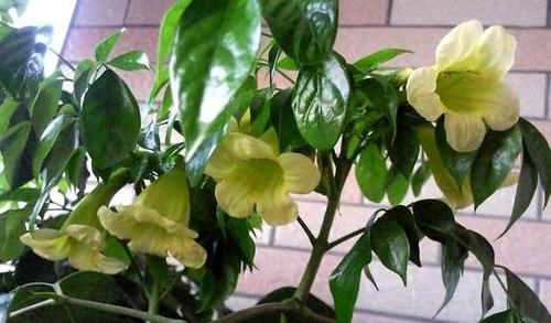  「吸附」养盆幸福树，净化室内甲醛，吸附灰尘颗粒，不花钱的“净化器”