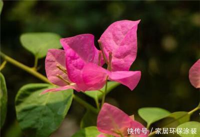  『光照』三角梅的花期是几月