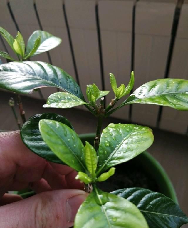  「盆土」栀子花新芽发黄长得慢？做到几点，栀子花新芽倍增，开花爆盆