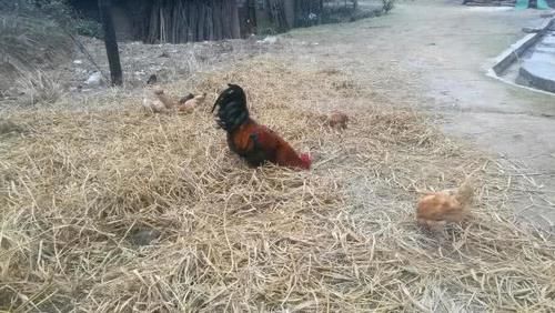  [城里人]曾经在农村很火的“土鸡”，近年来城里人却不买了？专