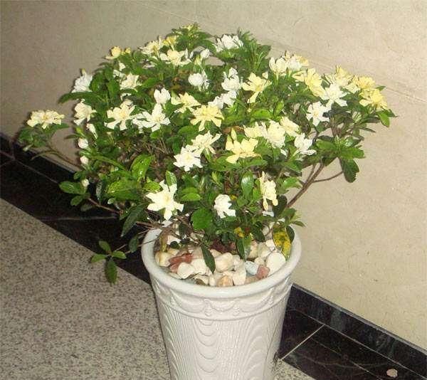  『栀子花』茶花、栀子花、君子兰，用这种水来浇，花开“爆盆”，连肥都省了！