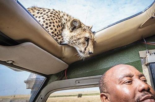 游客开车野餐，感觉天窗一阵震动，抬头发现双好奇目光