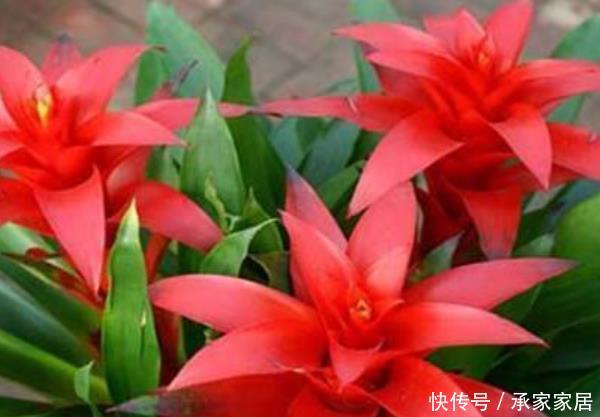 「好运」有钱人都养的4种花,摆在家里镇宅旺财,好运源源不断滚过来!