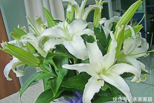 『鳞茎』“百合”谢花后,想分化植株?做好这几点,来年花期又能多几盆