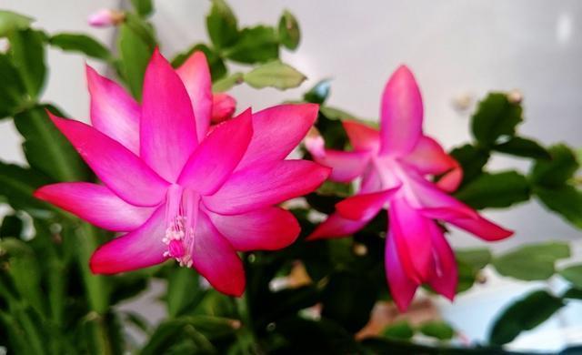  「适合」3种花适合养在室内，开花就爆盆，观赏性很高，好养易活适合新手