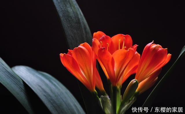 回家|花市买回家的花总是养死?其实是这几个“小动作”做错了,要注意