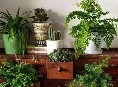  「植物」准备离开植物一段时间，我是这样给植物浇水的