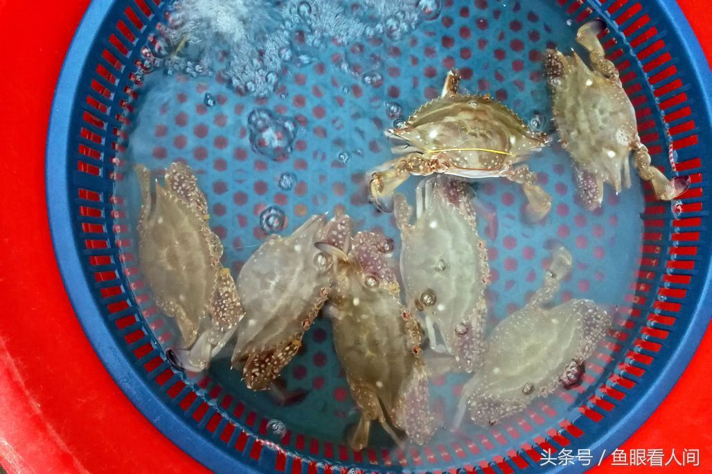 菜市场梭子蟹供销两旺 普通蟹25块钱一斤 摊贩下午3点坚守到7时