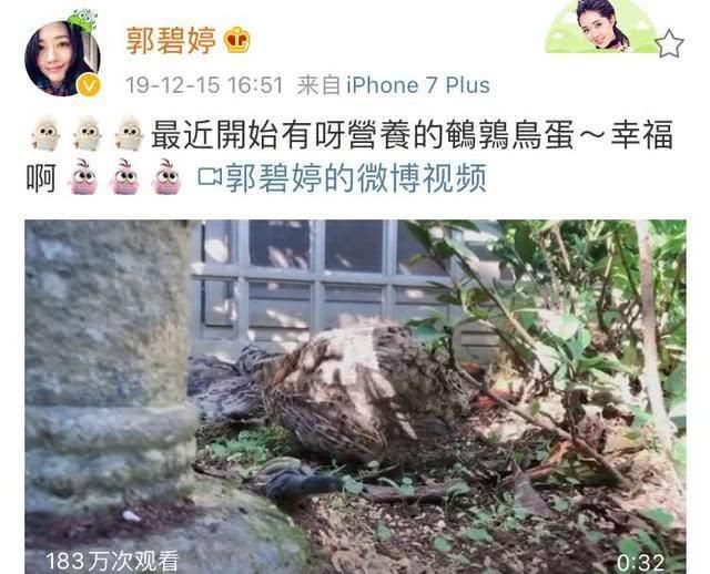  『雅兴』同禽不同命，郭碧婷家的小鸡住豪宅昵称小恶魔，时髦小向太好雅兴