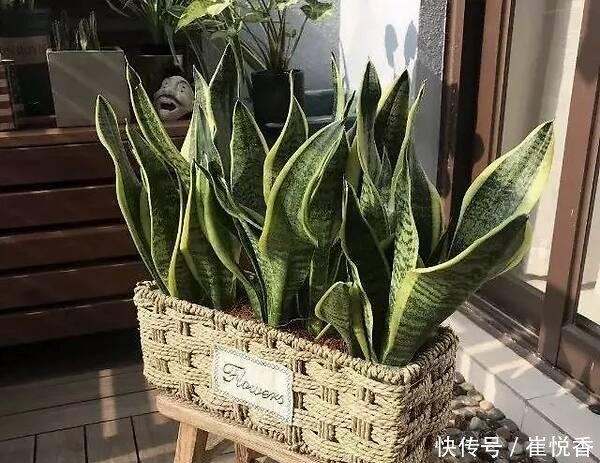  『盆土干透』客厅养的5种花，最怕水，多浇一点点，整盆死翘翘