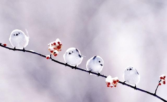  【小寒节气后】俗语“小寒不冷大寒冷，大寒不冷倒春寒”，2020