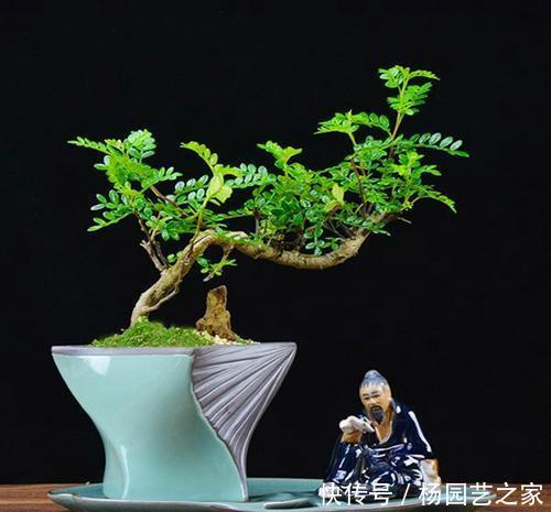 『幽香』清香木花如其名,叶子散发淡淡幽香,养成盆景价值更高