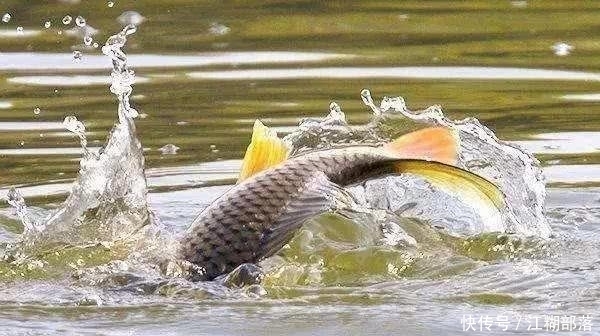  「些地方」新手钓鲤鱼首先选择的六个钓鱼位置！