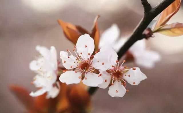 3月最佳旅行地榜单:十大绝美仙境，春暖花开美到窒息!