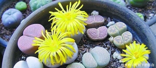 石花■两瓣叶子组成生石花,遇到强光一定要遮阴,晒皱皮没颜值