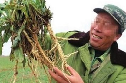 农民不种玉米，种植这种普通“中药材”，一年净赚几十万！