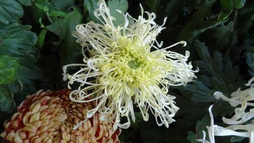  『窗纱』喜欢菊花，不如养盆“珍品名菊”绿窗纱影，似长发少女，纱影朦胧