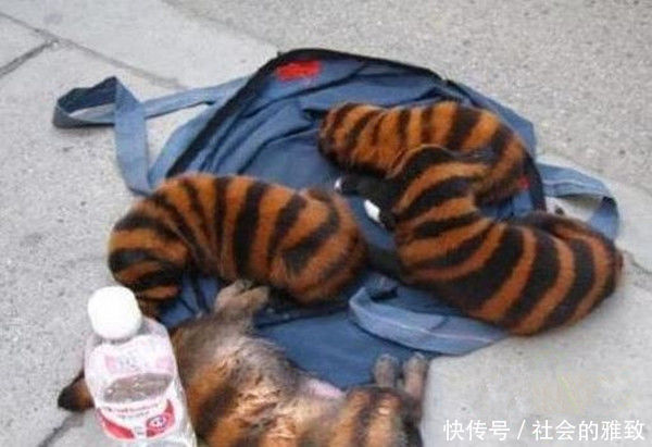 小伙五千买了只蜜蜂狗,第二天给狗狗洗完澡后,眼前一幕让他傻眼