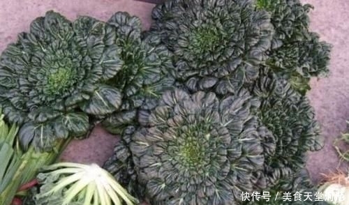  乌塌菜|人称“维他命菜”，11月正当季，亩产3千斤，如今农民却