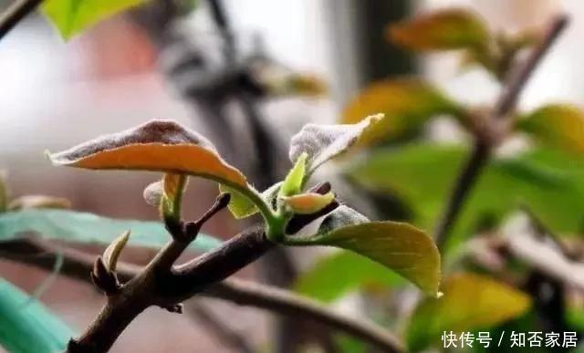  期开花|三角梅刚发芽，能否用磷酸二氢钾？