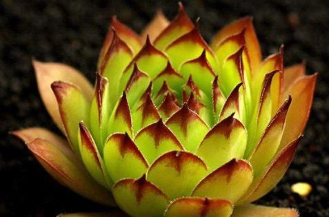  『植物』院子就养这四款植物，耐寒耐阴，一年四季开花不停，花朵烂漫，美