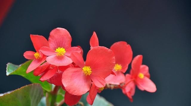  夏季：养花就养此3种，一年四季开花不断，夏季也能赏花，很适合新手