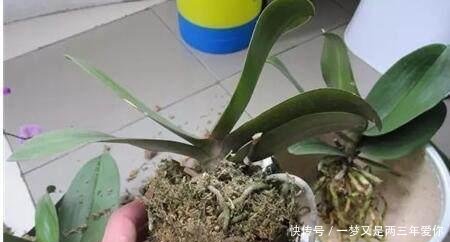 「白白」蝴蝶兰开完花就扔真是大土豪,白白捡了一箩筐,修剪一下又开花