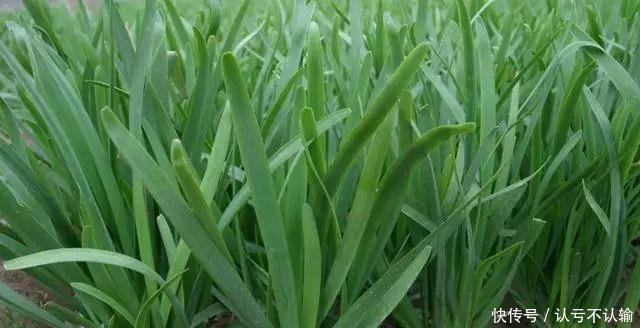 『蔬菜』阳台种蔬菜,秋天就选这4种,新叶蹭蹭长,秋冬能吃好几茬!