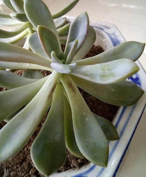  [厘米]多肉徒长10厘米，撸撸叶子丢盆里，一周就生根，30天收获20盆